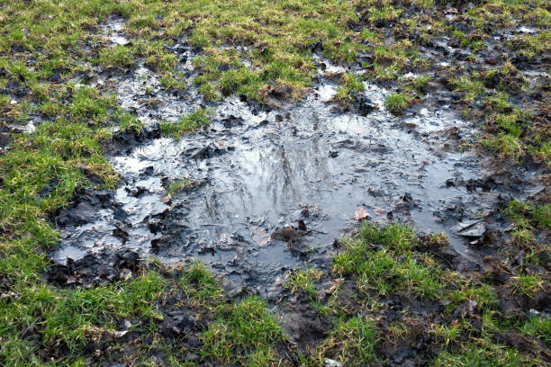 грязная лужа на футбольном поле - vertebrate water puddle water surface стоковые фото и изображения
