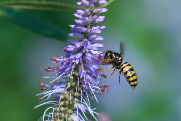 vespa volante - insect animal eye flower flower head foto e immagini stock