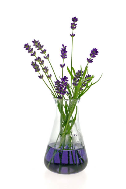 istock Lavender extract. Lavender flower in laboratory flask on white background.Natural Herbal Cosmetics.Concentrate of lavender flowers 1015269844