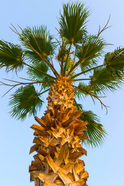 istock Lonely palm tree on a blue background, close-up 1015272756
