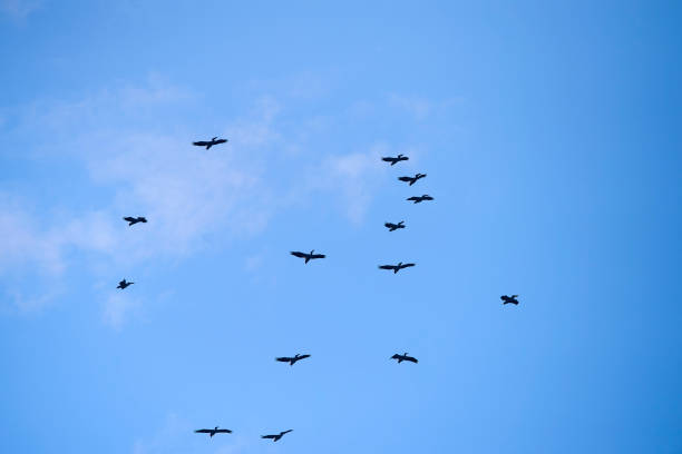 istock flock of pelicans 1015273536