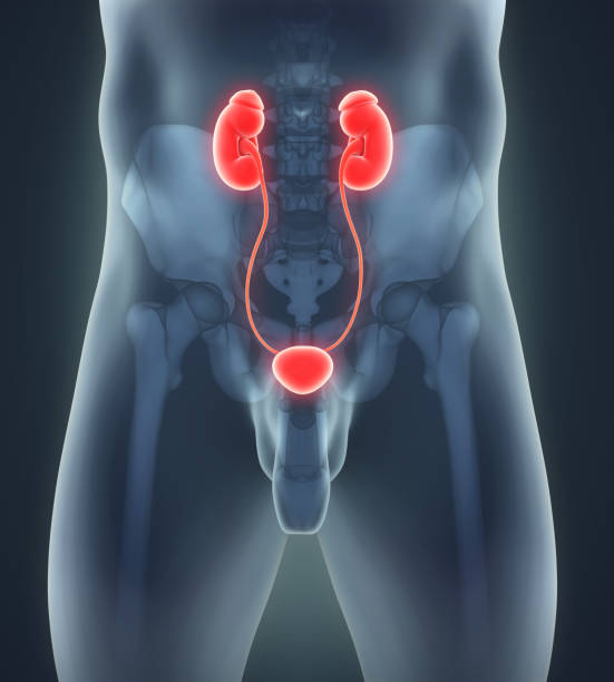 istock Human Kidneys Anatomy 1015273714