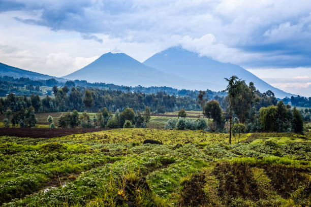 istock Virunga volcano national park landscape with green farmland fields in the foreground, Rwanda 1015284792