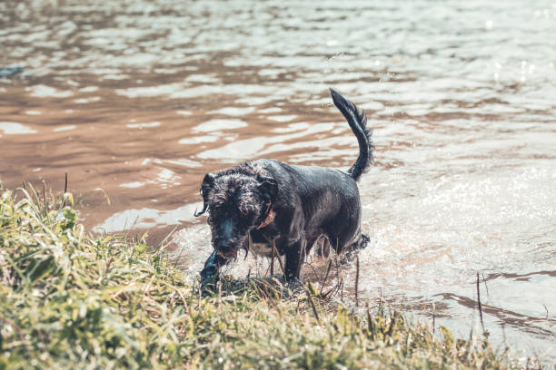istock Dog playing in the water on a hot summer day 1015287268