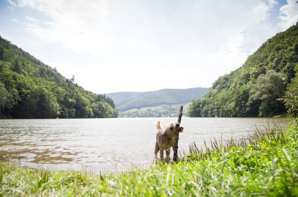 istock Dog playing in the water on a hot summer day 1015287950