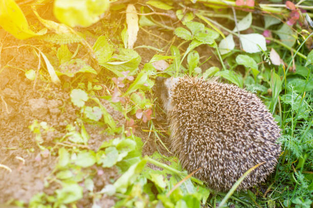 Hedgehog in the grass