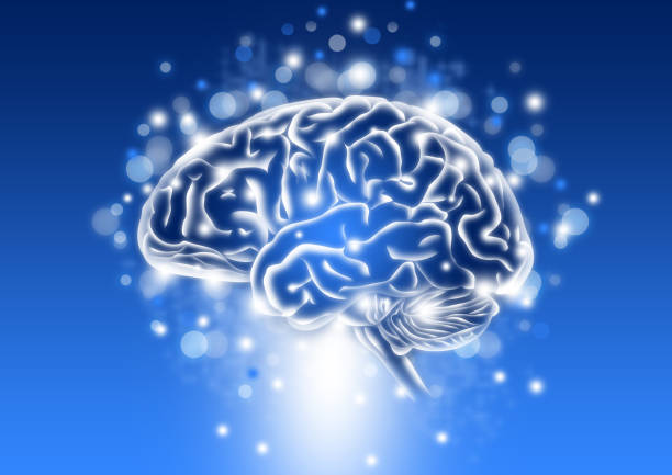 istock Image of brain picturing human intelligence concept 1015290888