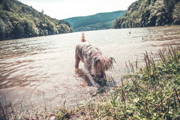 istock Dog playing in the water on a hot summer day 1015290990