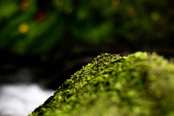 Moose on rock stock photo