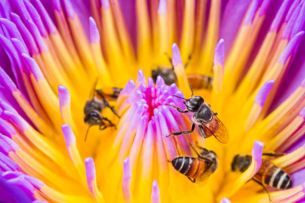 istock Honey bees on purple lotus flower 1015291556