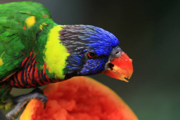 istock parrot Black capped lory . Wildlife animal. 1015291946