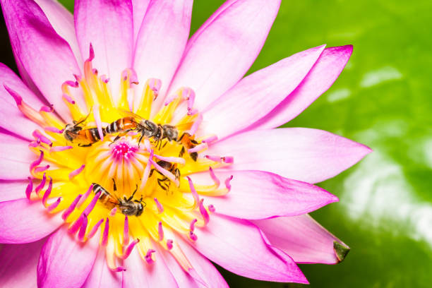 istock Honey bees on purple lotus flower 1015291960