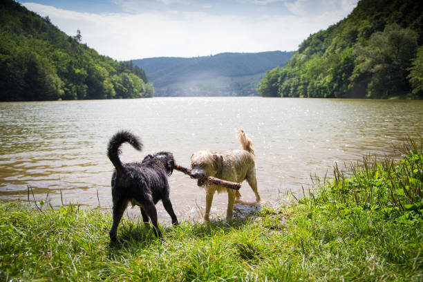 Dog playing in the water on a hot summer day