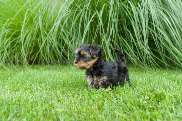 istock Little Yorkshire Terrier puppy having fun on the grass. 1015295302