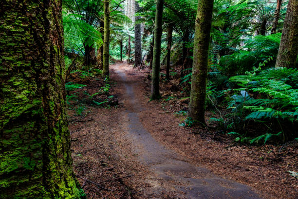 Single track for mountain biking in Rotorua Redwoods