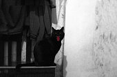 Silhouette of spooky black cat in halloween night, black and white