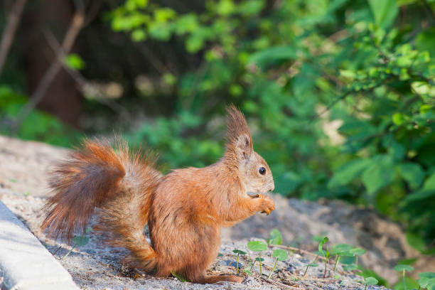 istock Eurasian red squirrel in forest eating nut 1015301344