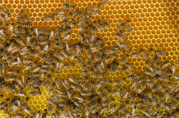 istock Bees hard working gluing up fresh honey lying in honeycombs 1015301376