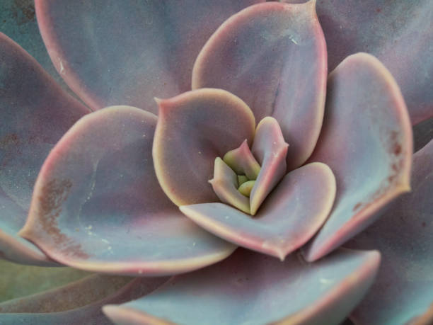 istock Pretty Pots of Succulents 1015301940