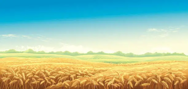 Vector illustration of Rural landscape with wheat fields