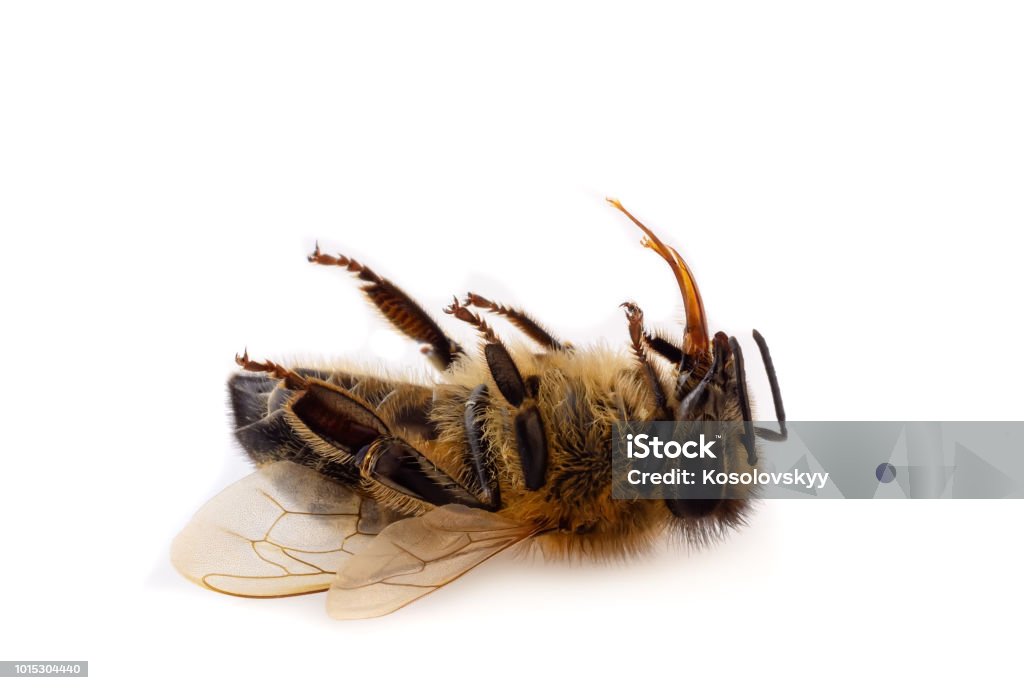 A macro close-up of a dead honey bee on a white background. A macro close-up of a dead honey bee on a white background Dead Stock Photo