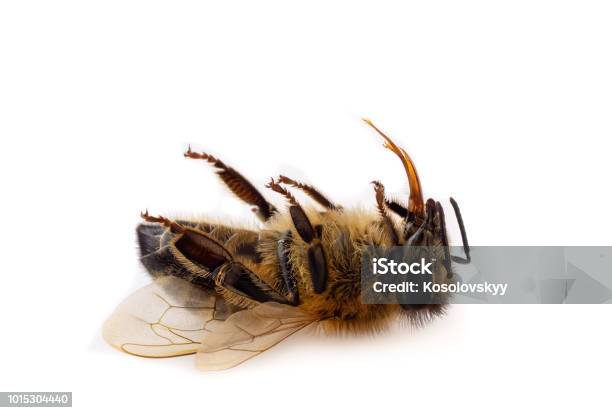 A Macro Closeup Of A Dead Honey Bee On A White Background Stock Photo - Download Image Now