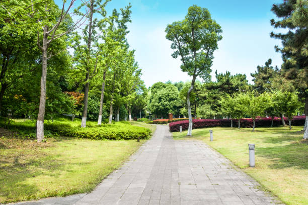 istock Bright sunny day in park. The sun rays illuminate green grass and trees. 1015304844