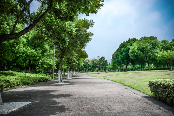 istock Bright sunny day in park. The sun rays illuminate green grass and trees. 1015304906