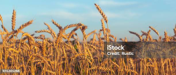 Reife Ohren Gegen Den Blauen Himmel Stockfoto und mehr Bilder von Weizen - Weizen, Feld, Getreide