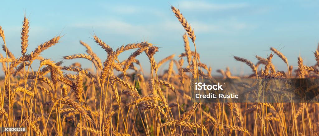 Ripe ears against the blue sky Ripe ears of wheat lit by the morning sunlight. Wheat Stock Photo