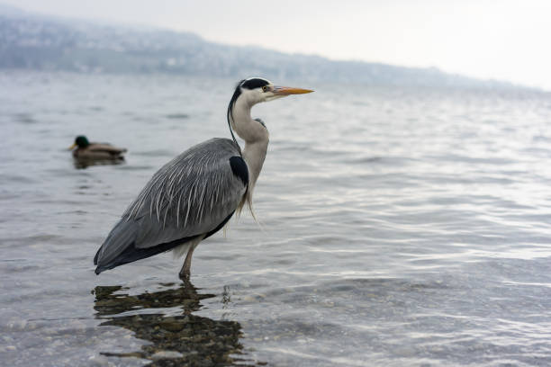 istock Crane bird at lake zurich close up view 1015308374