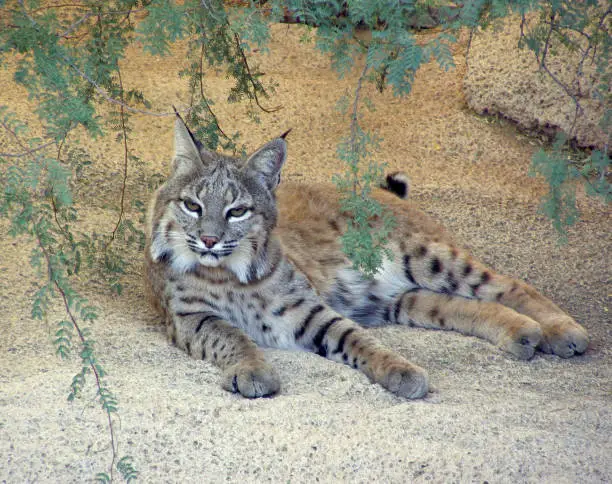 A bobcat relaxes in the shade in the Sonoran Desert west of Tucson in Arizona.