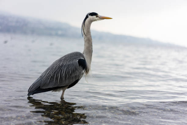 istock crane bird standing in water, wintertime 1015308536