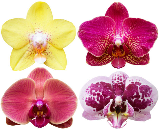 istock Orchids Isolated Flowers Collection Tropical Plants Set 1015308966