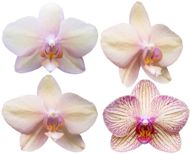 istock Orchids Isolated Flowers Collection Tropical Plants Set 1015309440
