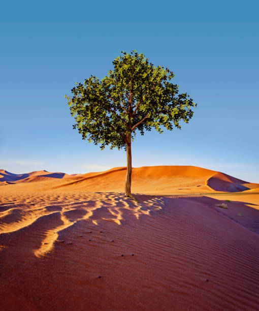 The tree is in silhouette in the middle of the photo surrounded by desert sand. In the far distance are some hills. The tree line at the bottom of these hills marks the course of the Aba-huab river which is ephemeral, and often has desert adapted elephants.\n\nThe photo was taken close to the small settlement of De Riet, in a remote part of Namibia. Tourists come to the area to see the rock engravings at the nearby Twfelfontein. Some stay on to find the desert-adapted elephants that live in the area of the Aba-Huab River and De Riet. \n\nThe people of De Riet are Riemvasmaakers. These were people who until 1974 lived in area of South African called  Riemvasmaak. The South African military wanted to use the area, and re-located the people who lived there. The Riemvasmaakers were ethnically mixed, and those who were of Damara origin were moved to Damaraland in Namibia. Some of them formed the small settlement of De Riet.\n\nThe photo was taken in February 2020.