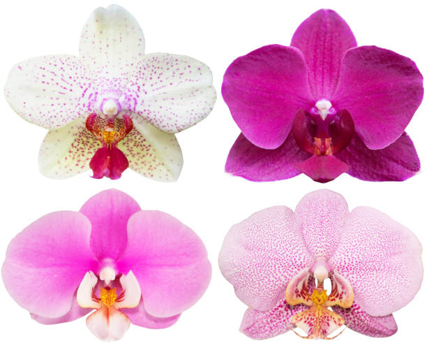 istock Orchids Isolated Flowers Collection Tropical Plants Set 1015313394