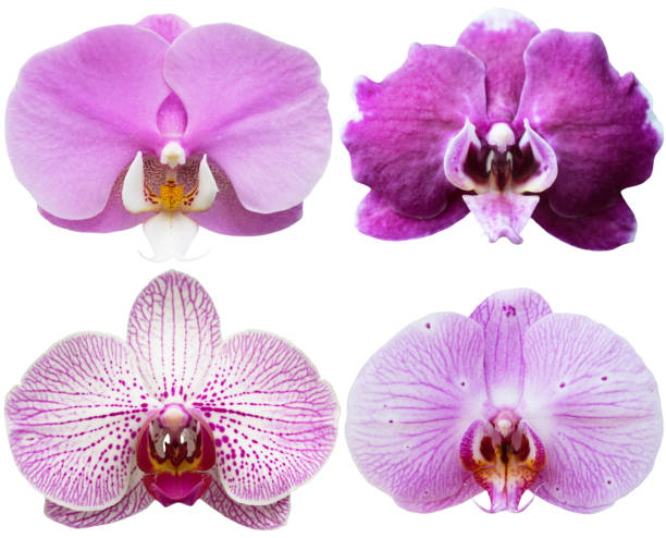 istock Orchids Isolated Flowers Collection Tropical Plants Set 1015314480