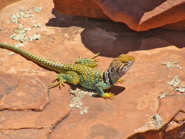 a green collared lizard on doe mountain in sedona - lizard collared lizard reptile animal imagens e fotografias de stock