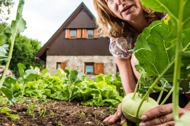 istock Close Up Woman Hands Gathering Kohlrabi 1015321016