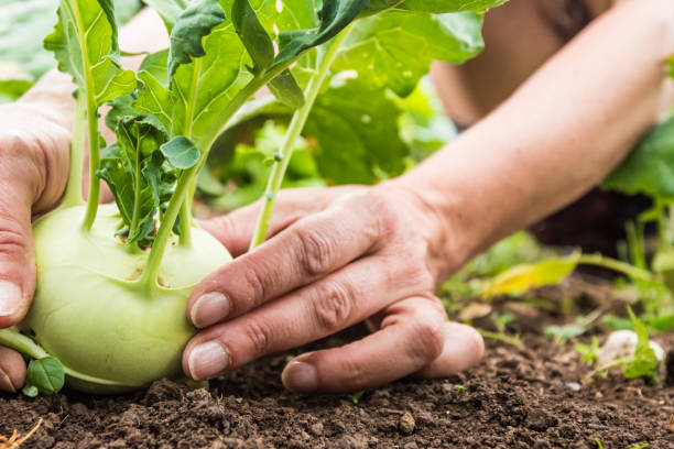 알 줄기 양배추를 수집 하는 여자 손을 클로즈업합니다 - kohlrabi 뉴스 사진 이미지