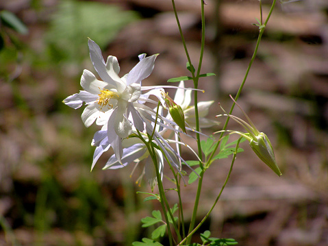 White and pale lavender columbine flowers growing on the North Rim of Grand Canyon in northern Arizona.
