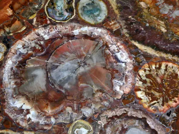A natural abstract of a cross-section of red petrified wood in Arizona.
