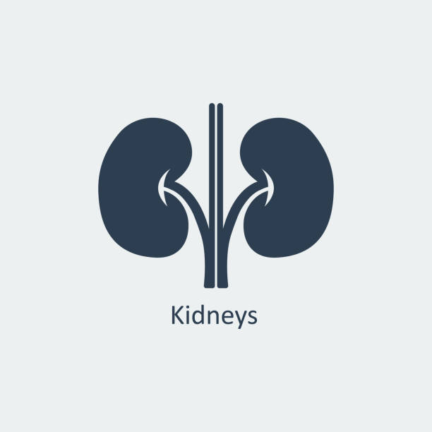 illustrations, cliparts, dessins animés et icônes de icône de reins. illustration vectorielle - renal vein