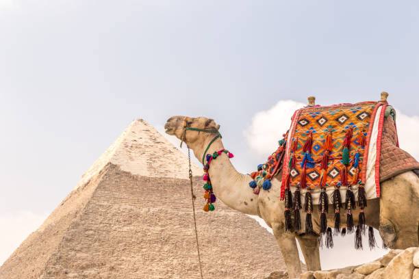 istock Camel near pyramids and ankh in desert 1015332340