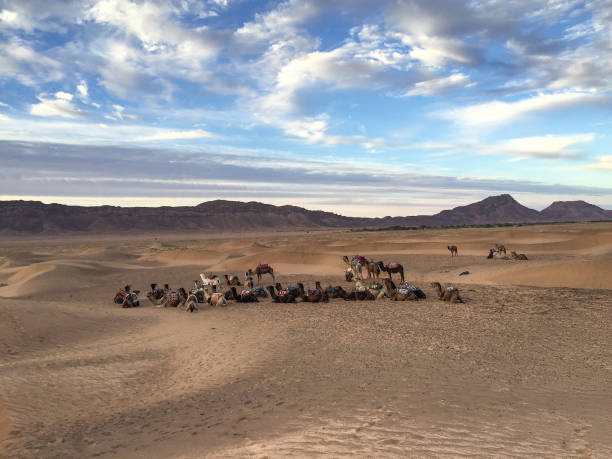 istock Group of Dromedary Camel in Morocco Desert 1015332546