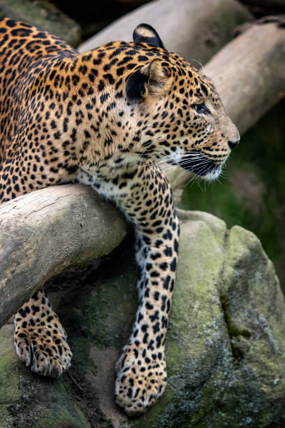 istock Ceylon leopard, Panthera pardus kotiya, Big spotted cat 1015333234