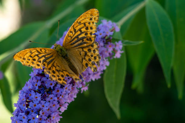 Silver-washed Fritillary or Argynnis paphia sitting on butterfly bushes Silver-washed Fritillary or Argynnis paphia sitting on butterfly bushes buddleia blue stock pictures, royalty-free photos & images