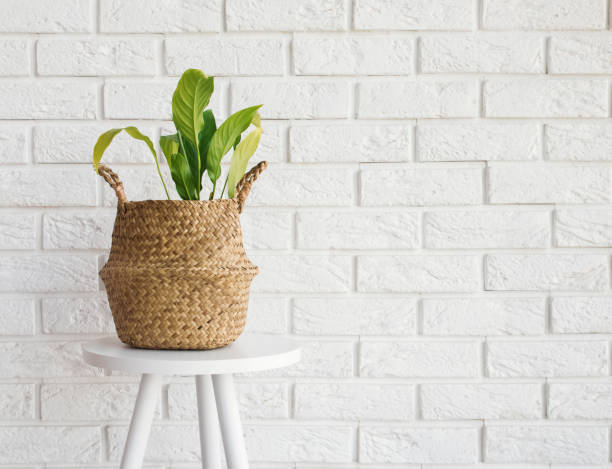 istock Green plant in a straw basket on the white brick wall background. 1015335946