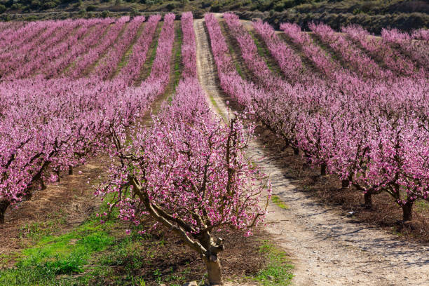 istock Blooming  peach  trees in the fields over blue sky in spring 1015336296